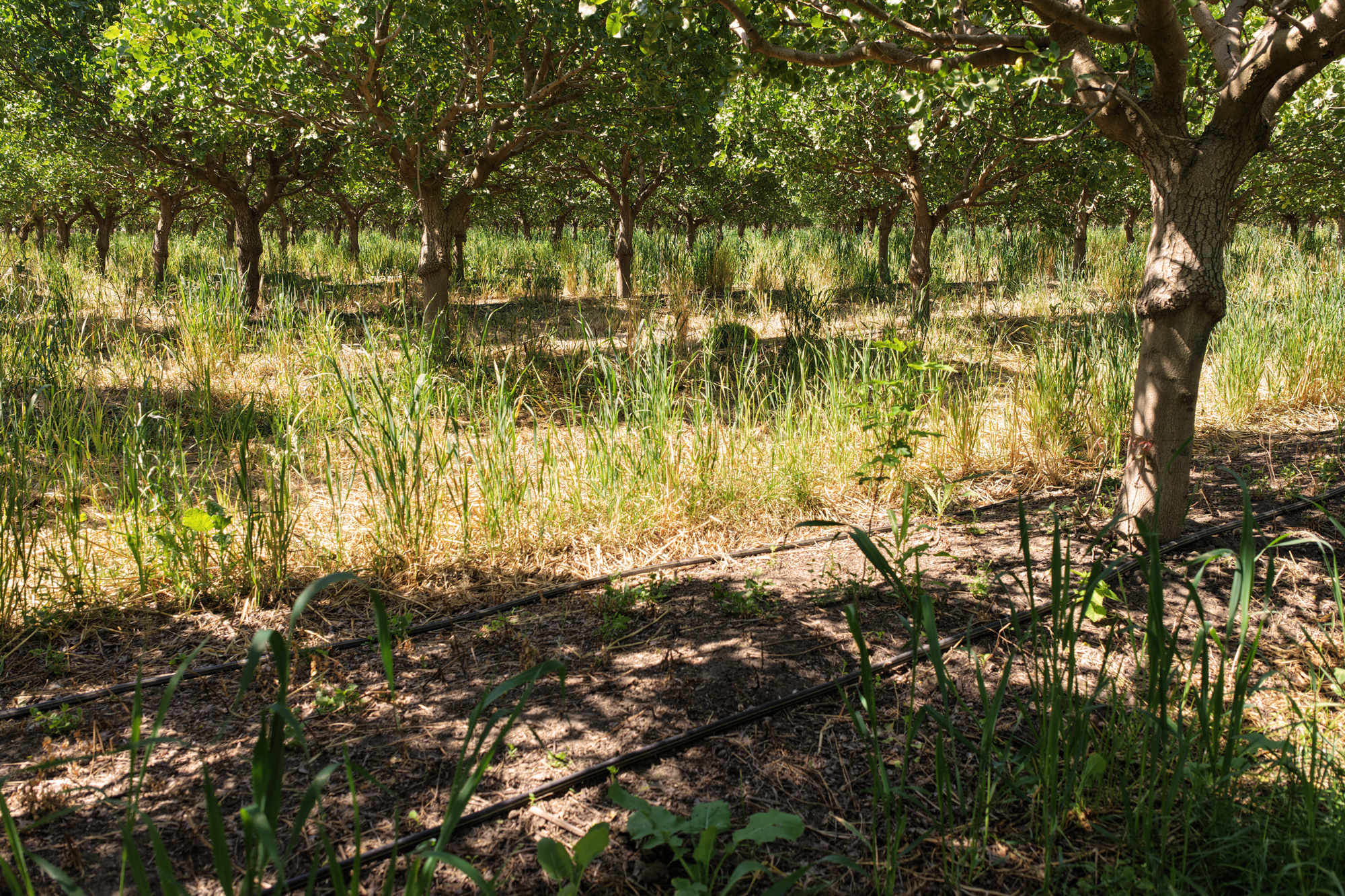 Irrigation drip lines installed in an orchard