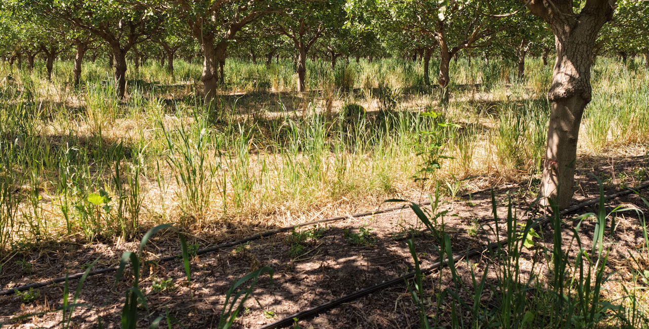 Irrigation drip lines installed in an orchard