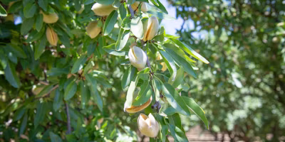 July 2026 California Navel Orangeworm Update