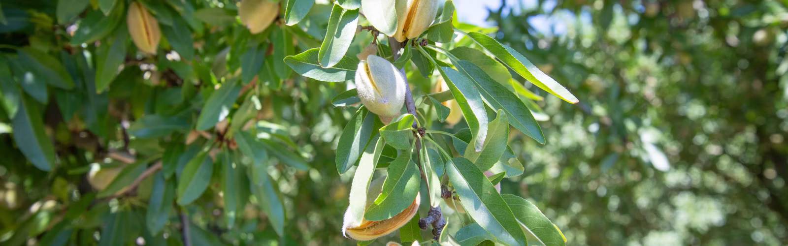 Almond nuts growing from a tree