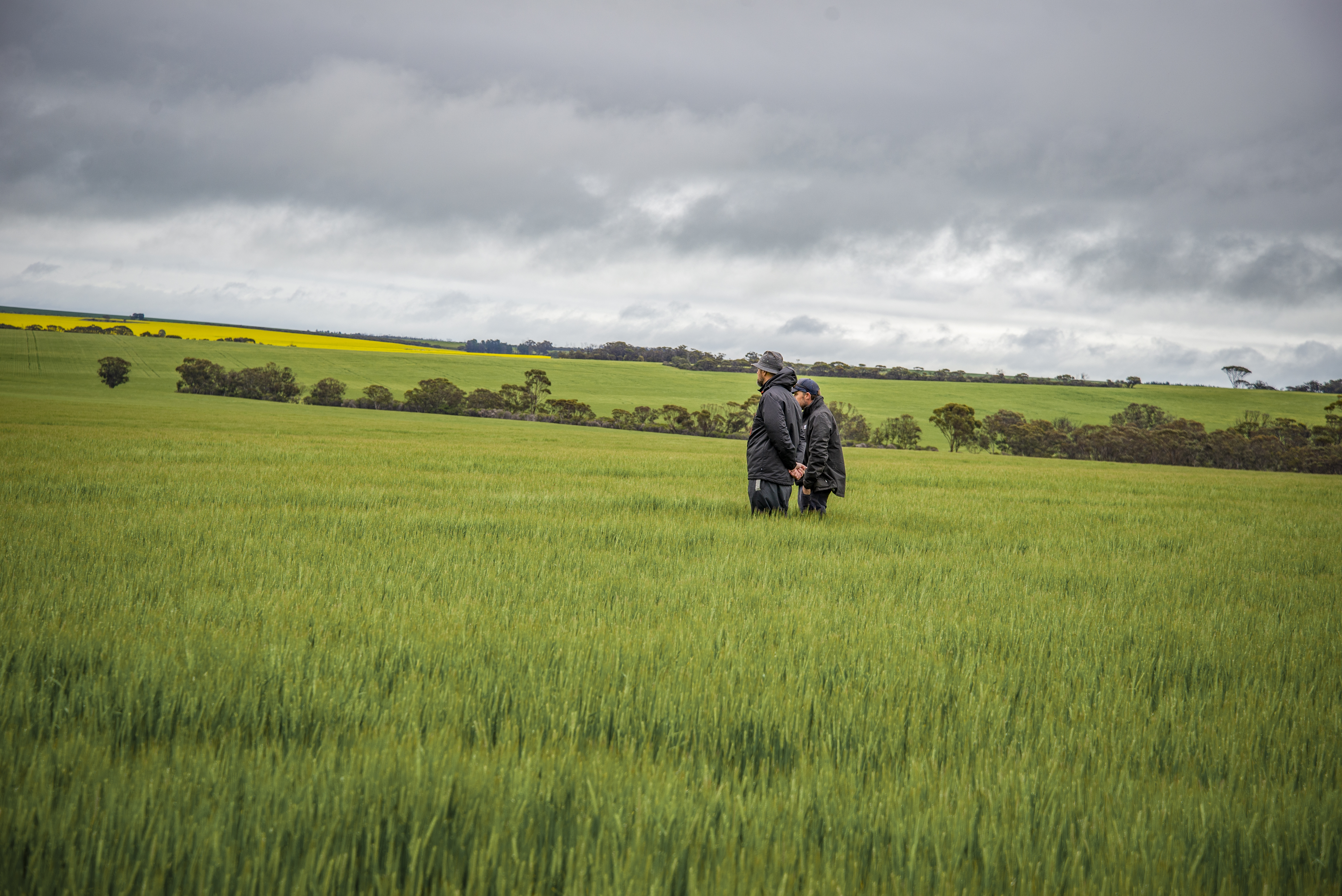 Optimising fertiliser rates through trials