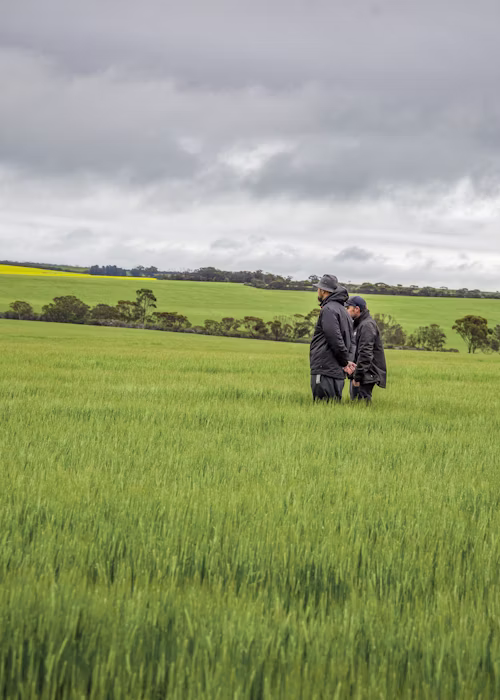 Optimising fertiliser rates through trials