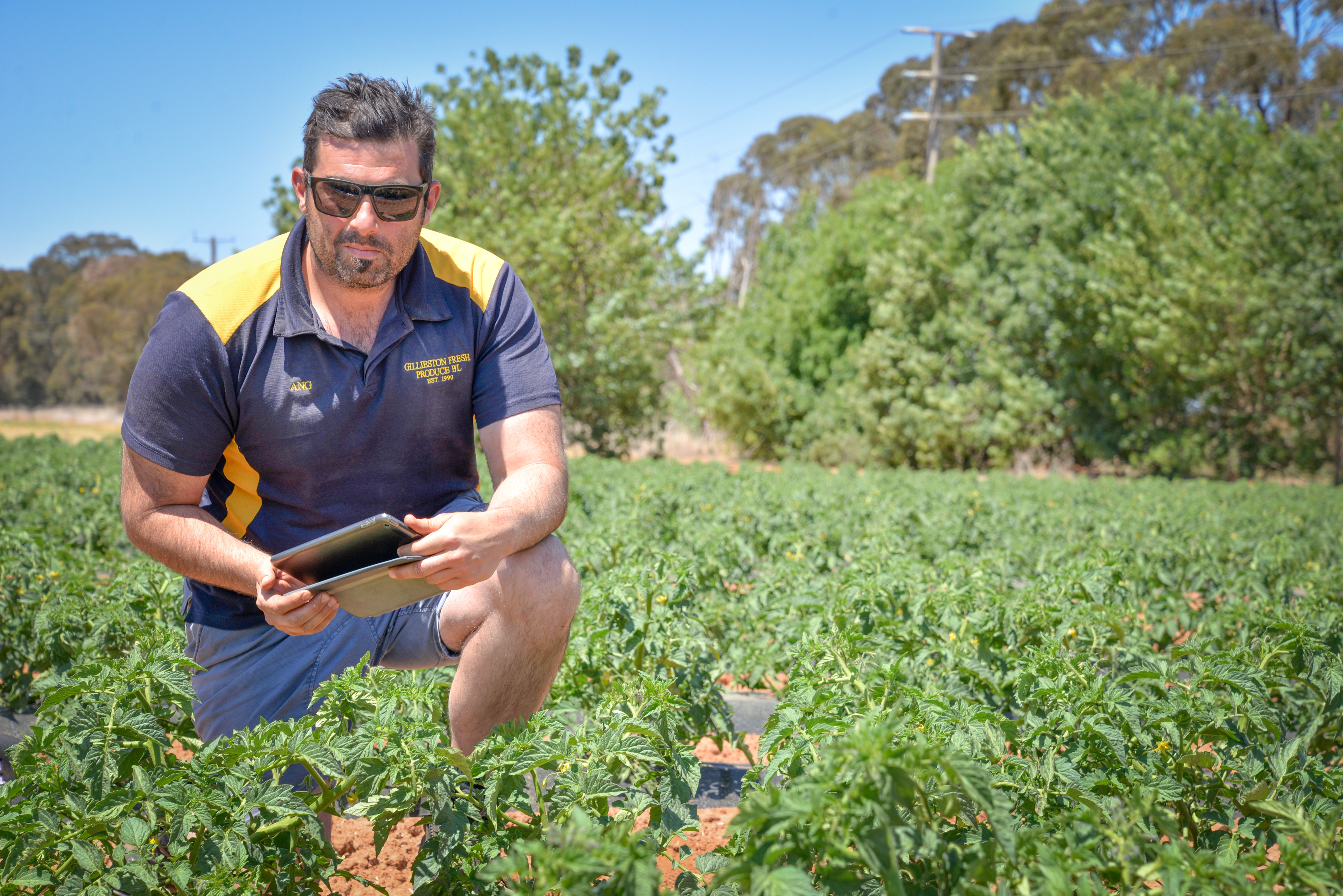Optimising nutrition to produce high-quality tomatoes