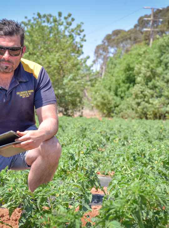 Optimising nutrition to produce high-quality tomatoes