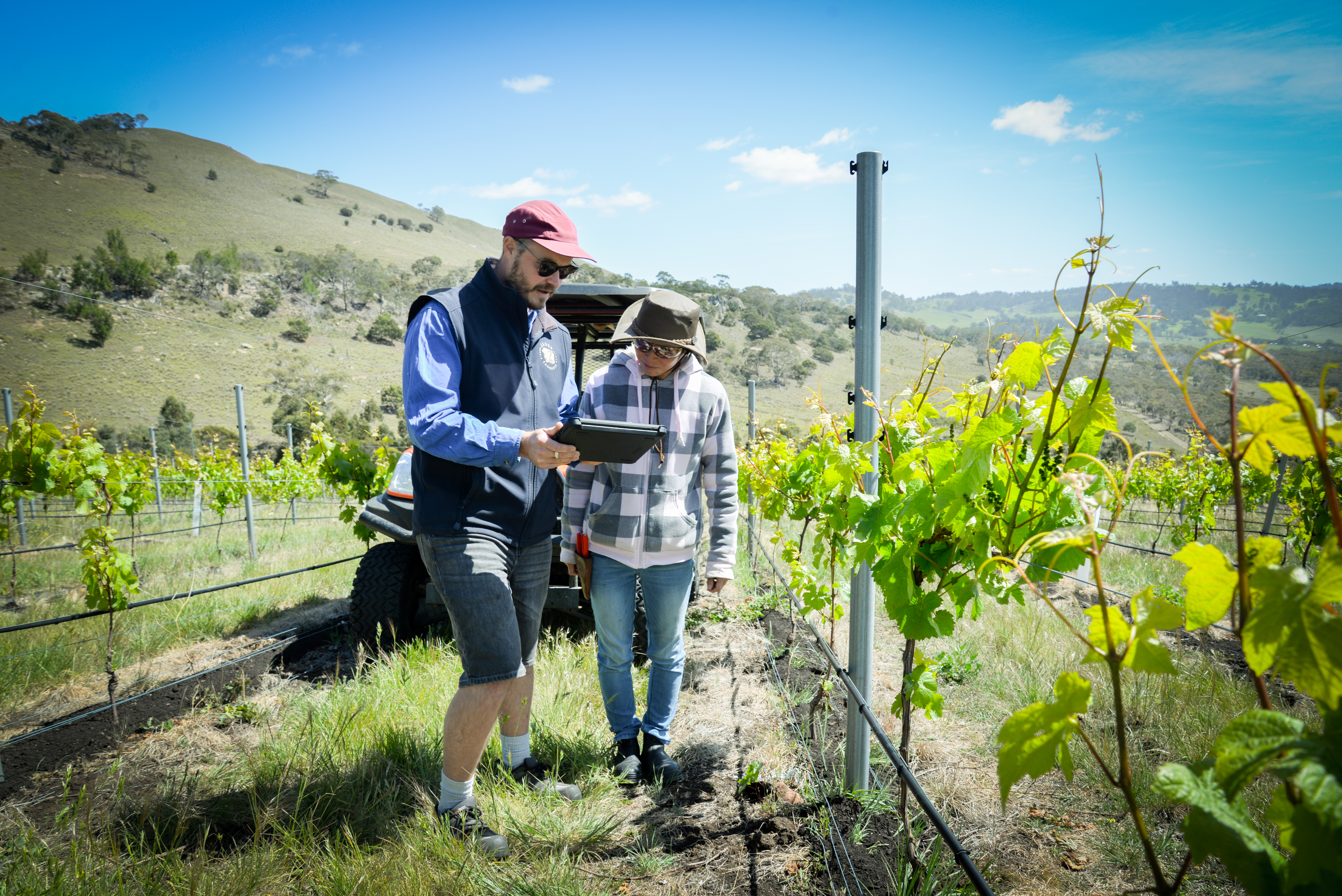 A complete cost overview, from vine to wine