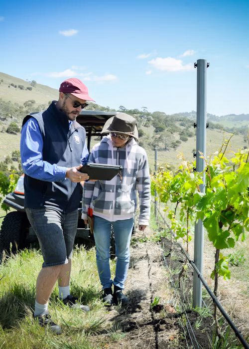 A complete cost overview, from vine to wine