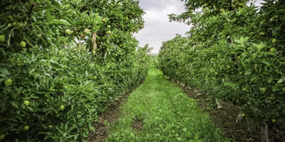 July 2026 Washington Codling Moth Update