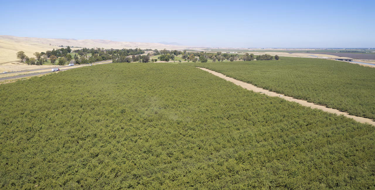 Large stretches of almond trees in a commercial orchard