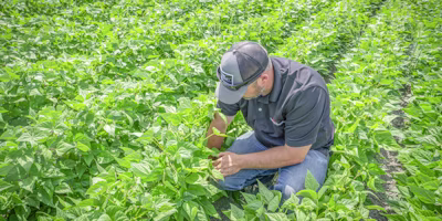 An ultrasound for growers