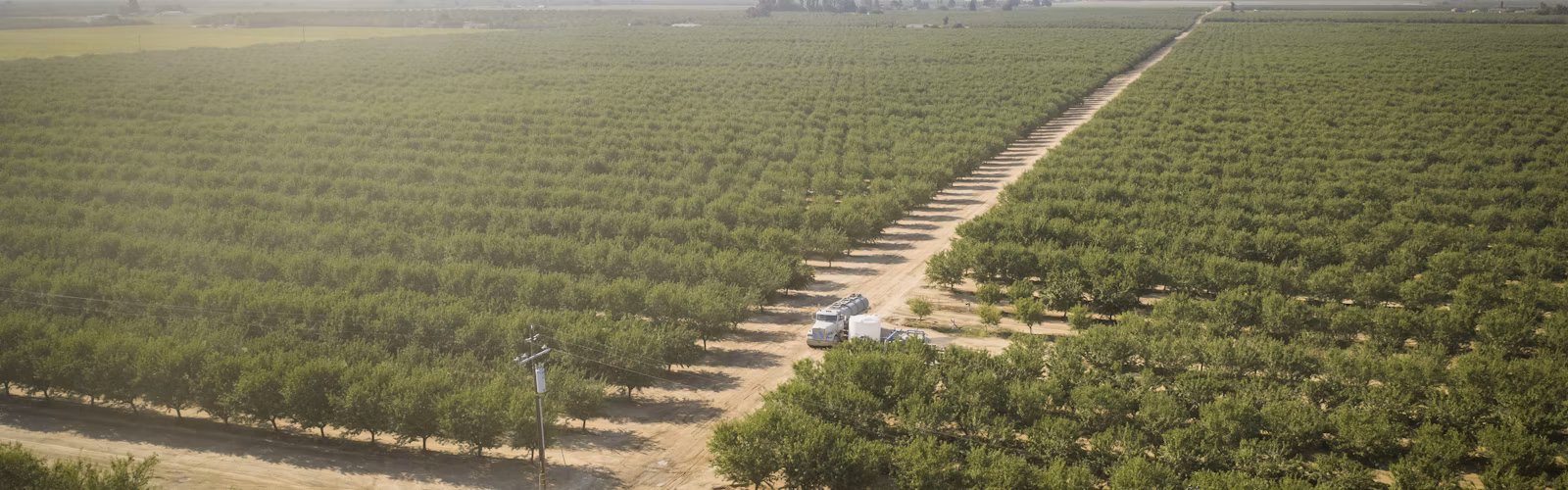 Overhead view of an orchard in California