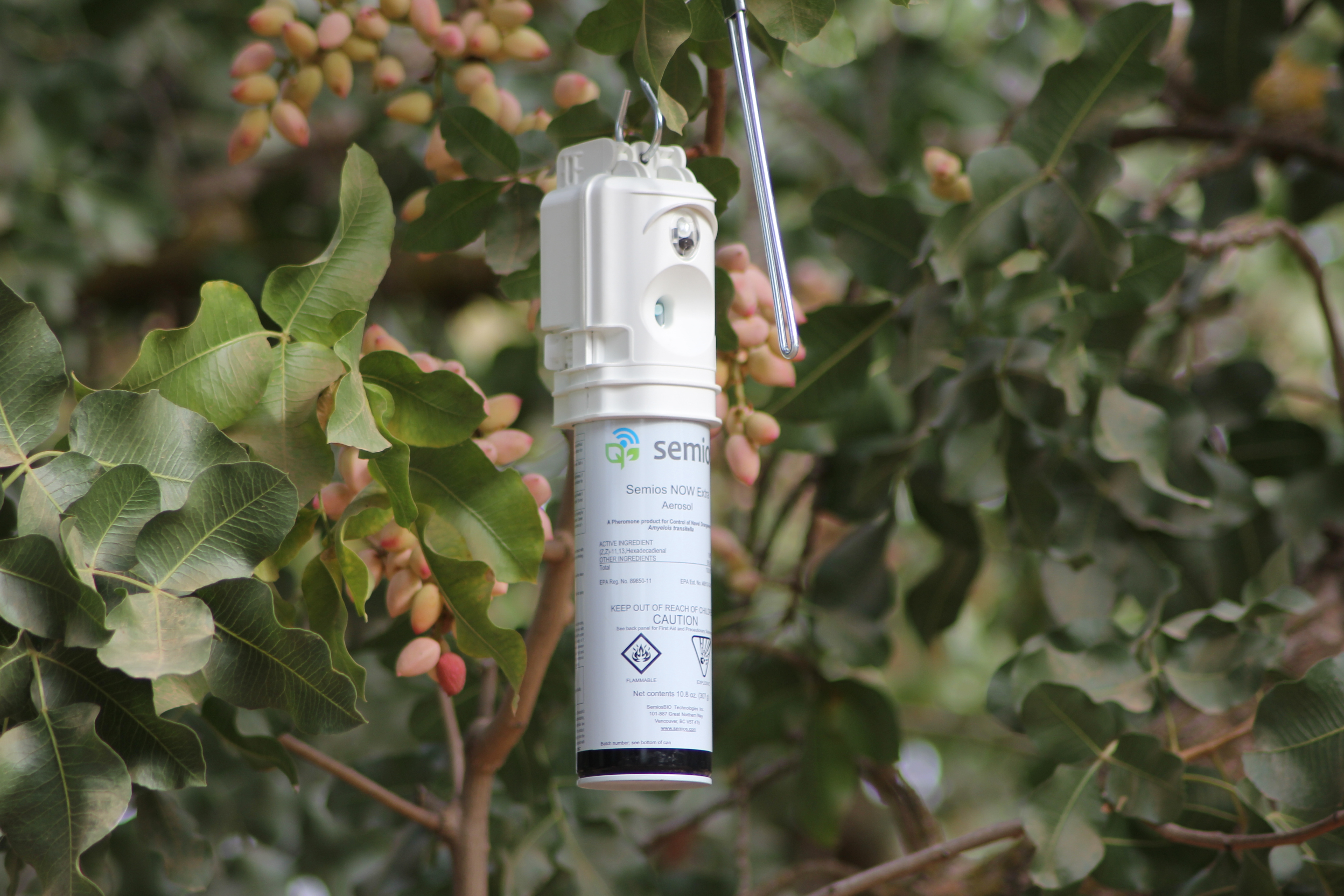 Semios mating disruption emitter for navel orangeworm control hanging in a pistachio orchard
