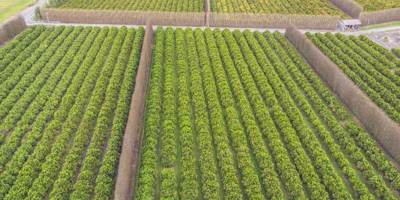 Using data to drive orchard automation