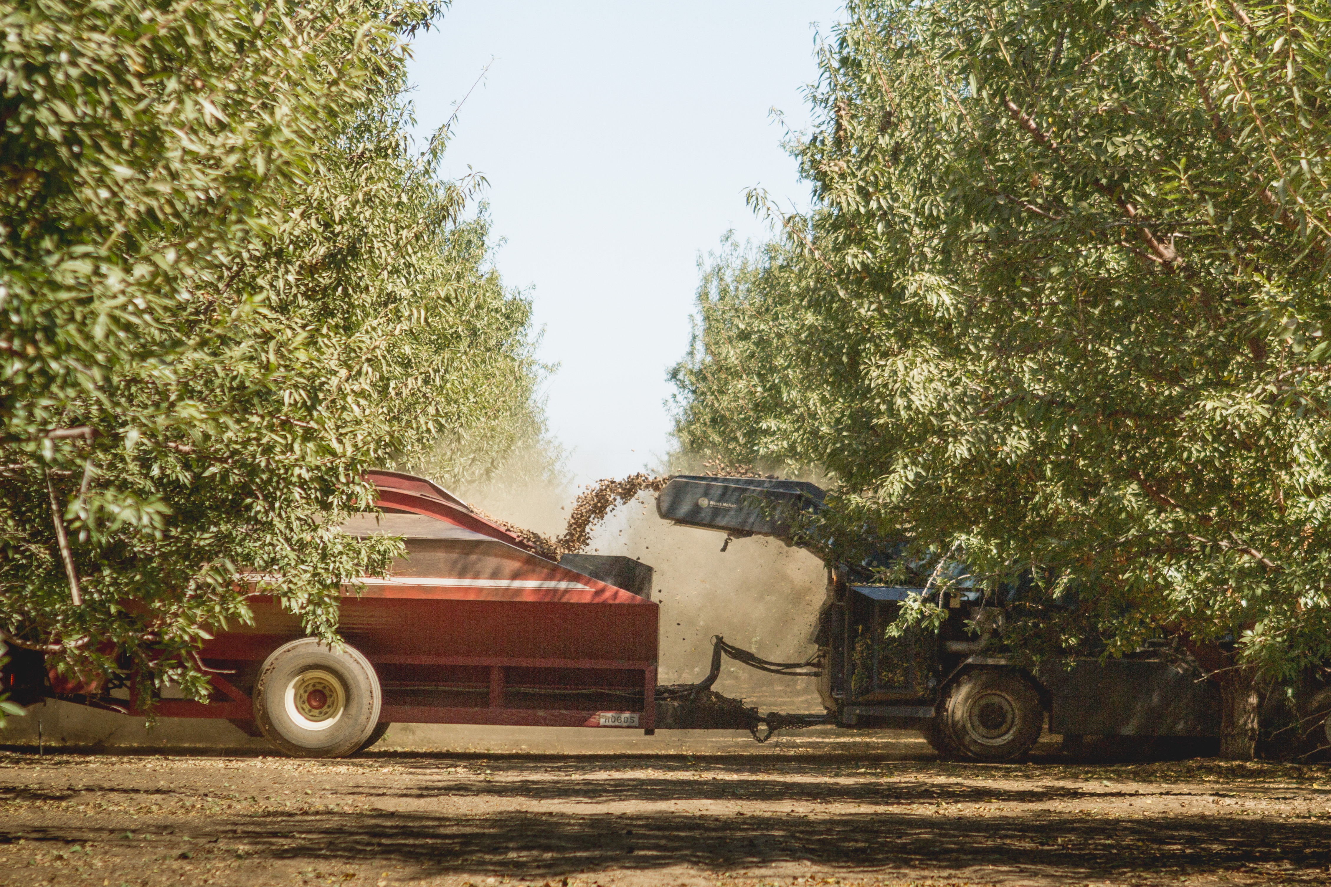 Assessing NOW damage at harvest? Look at the whole IPM program.