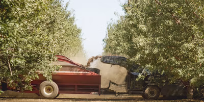 Assessing NOW damage at harvest? Look at the whole IPM program.