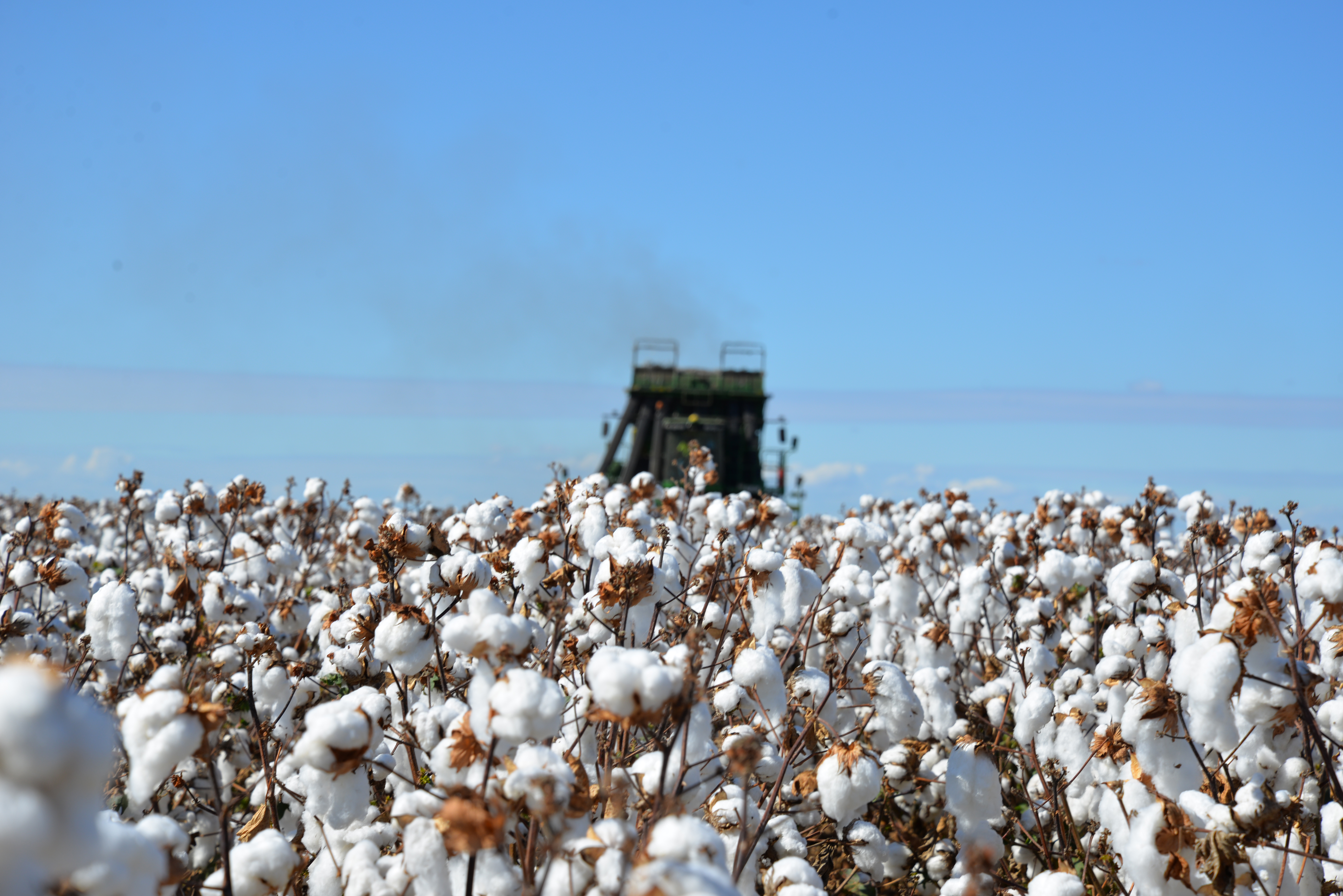 Growing sustainable cotton; when standardized data is imperative.