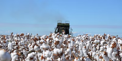 Growing sustainable cotton; when standardized data is imperative.