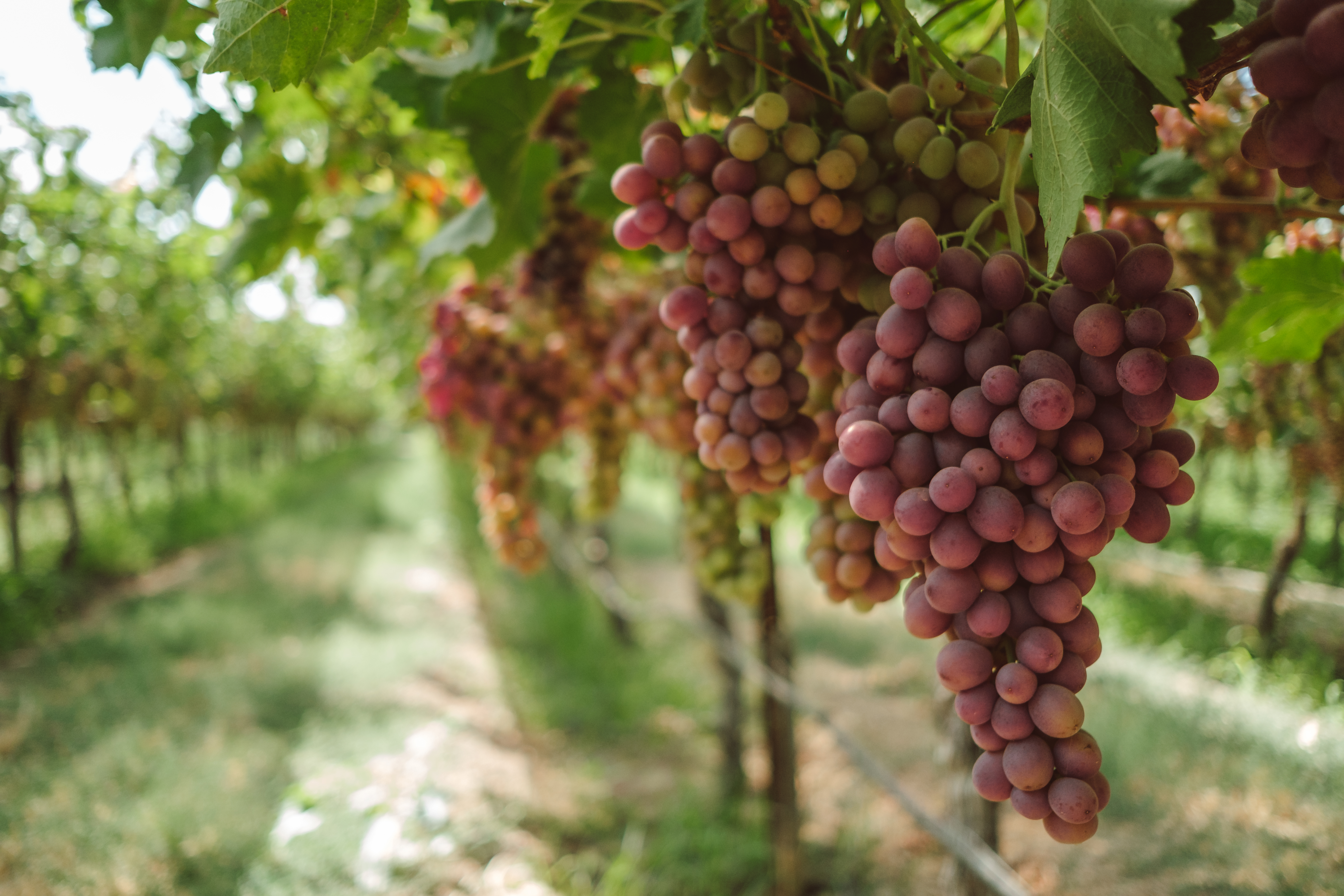 Grapevines