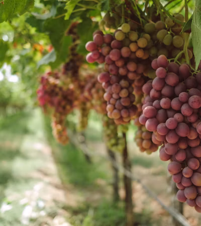 Grapes