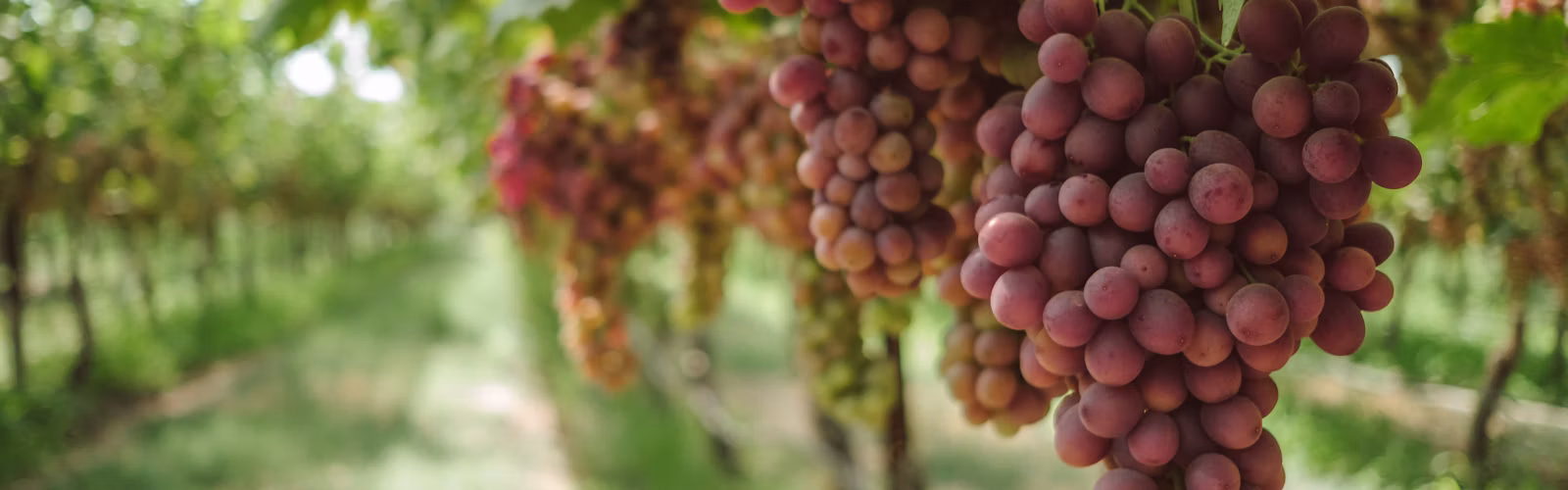 Grapevines