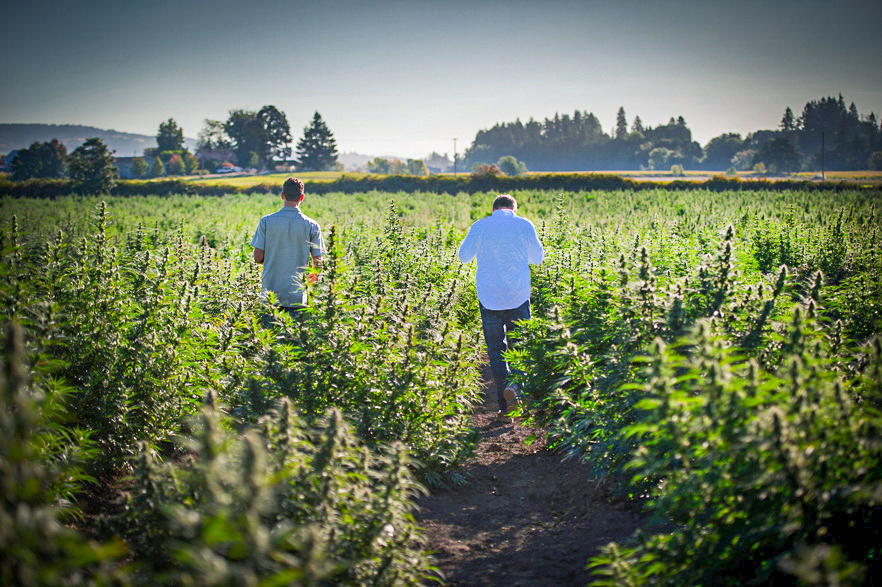 Using standardized data to uncover best practice for growing hemp