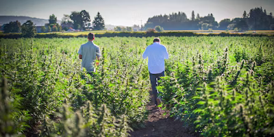 Using standardized data to uncover best practice for growing hemp