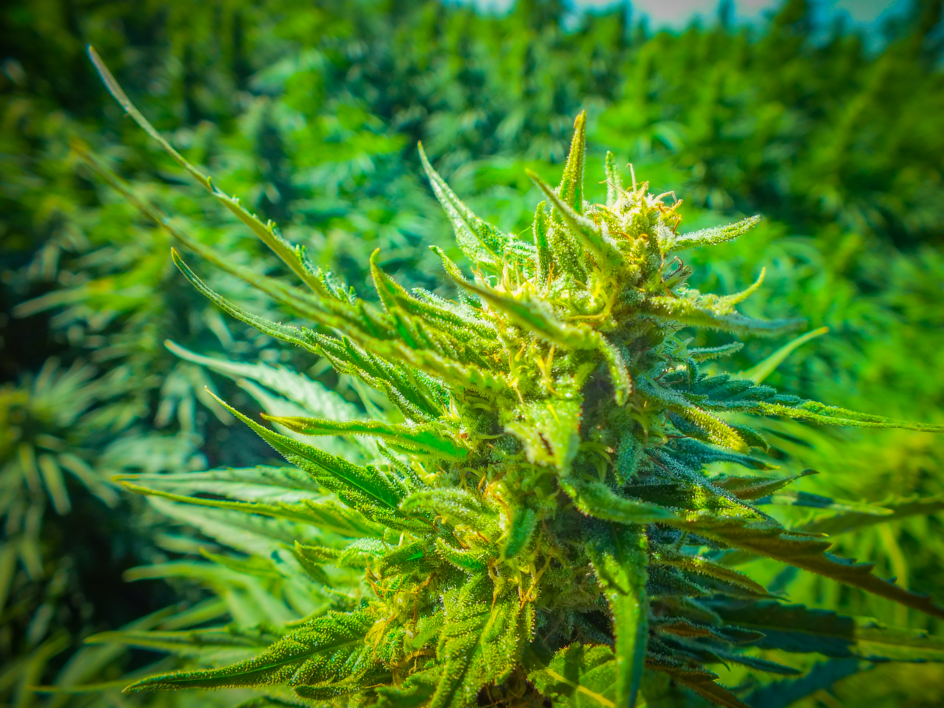 Optimizing hemp production with digital tools