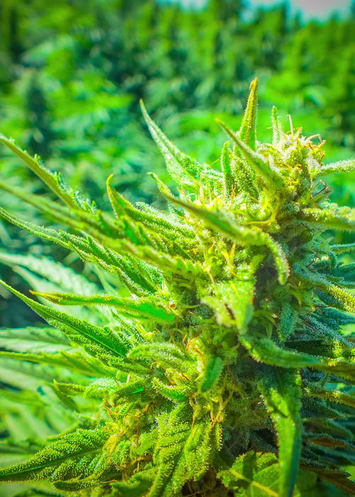 Optimizing hemp production with digital tools