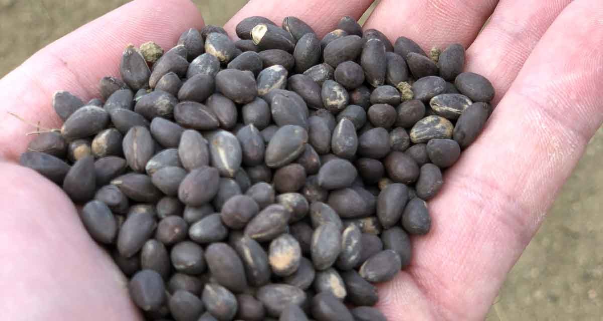 From Storing to Visualizing: Using Data to Drive Agribusiness Forward