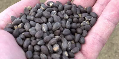 From Storing to Visualizing: Using Data to Drive Agribusiness Forward