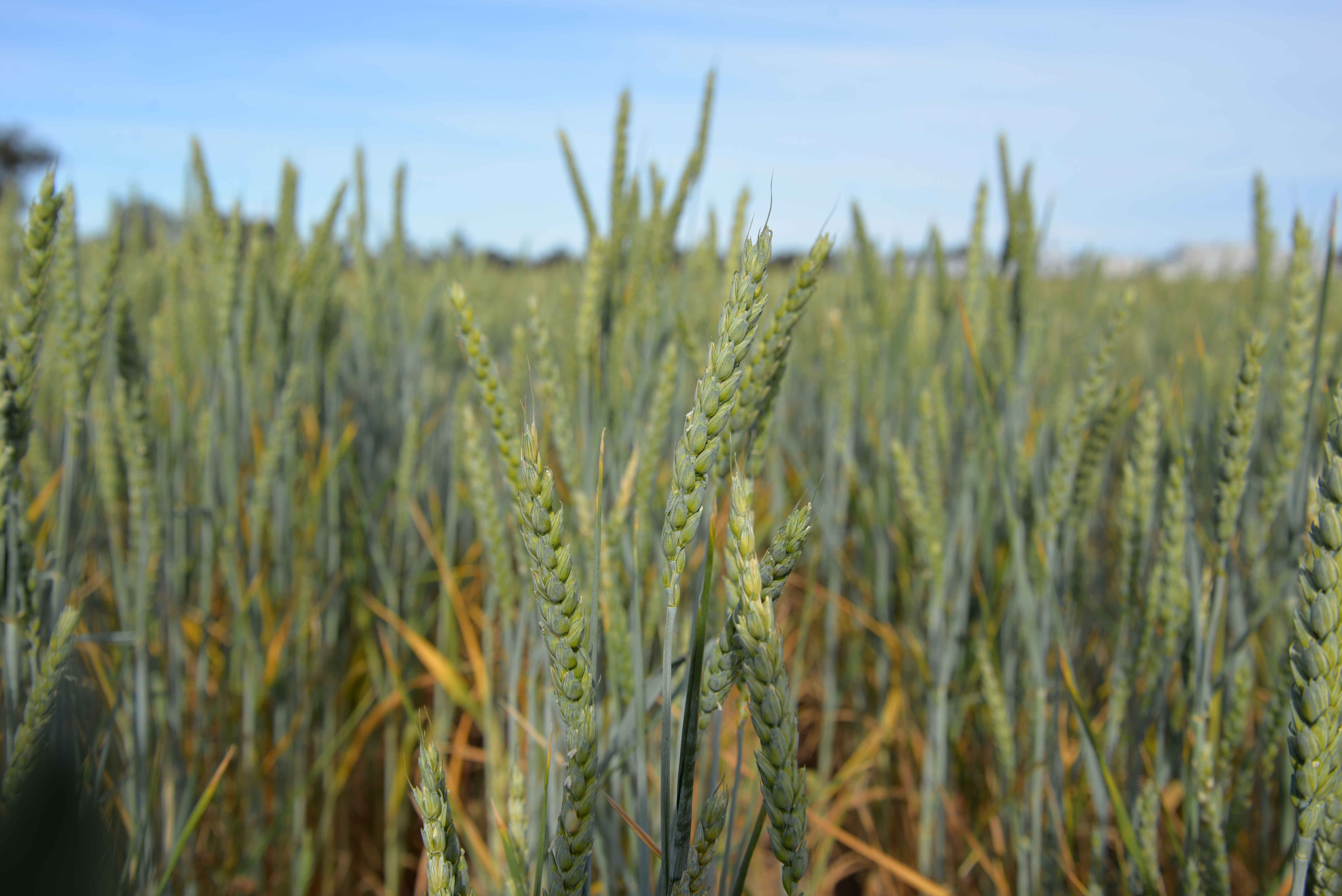MKC adopts the Agworld Platform