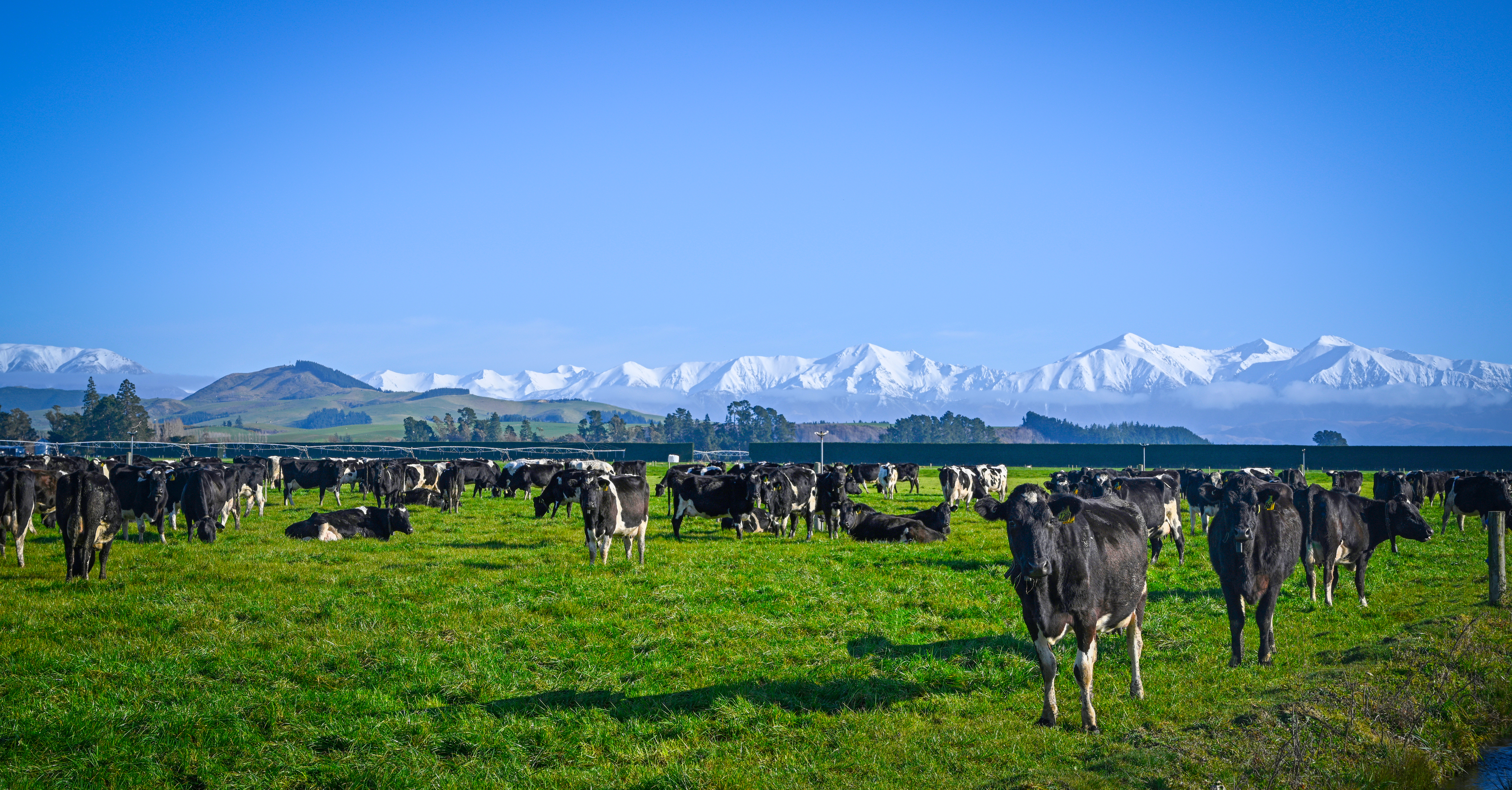 Helping New Zealand Dairy Farmers optimize their forage program