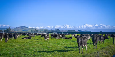 Helping New Zealand Dairy Farmers optimize their forage program