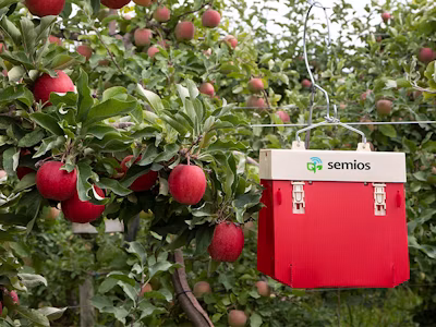 Automated insect camera traps