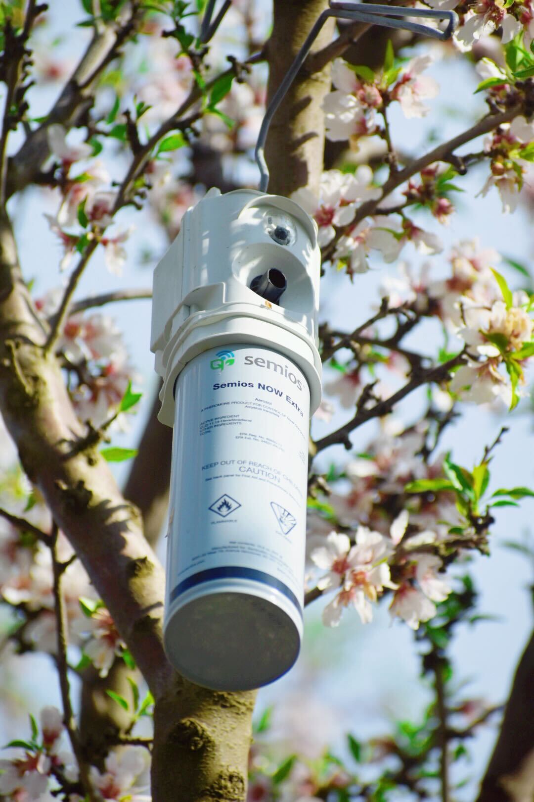 Semios mating disruption emitter hanging in an almond tree during bloom