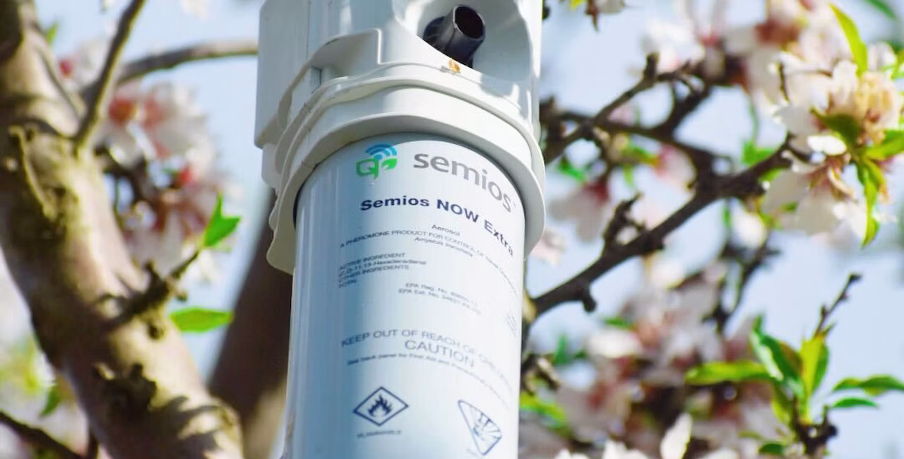 Semios mating disruption emitter hanging in an almond tree during bloom